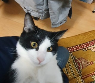 기타 무료분양