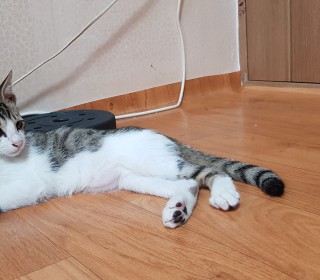 한국 고양이 무료분양