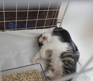 한국 고양이 무료분양