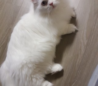  무료분양