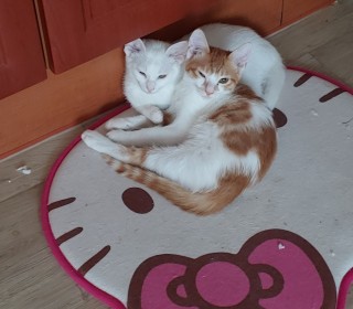 한국 고양이 무료분양