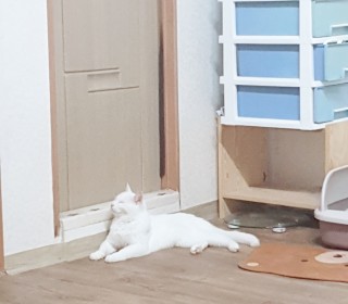 터키쉬앙고라 무료분양