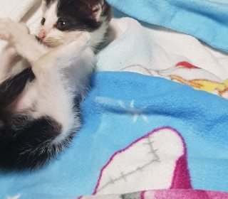 한국 고양이 무료분양
