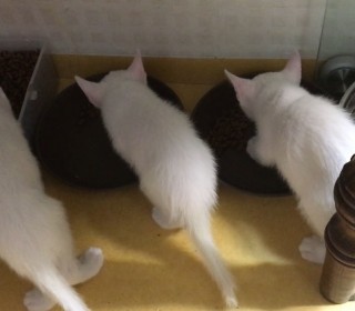 터키쉬앙고라 무료분양