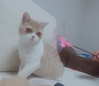 브리티쉬숏 무료분양