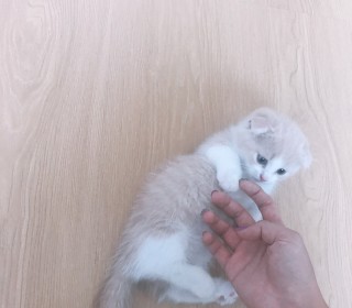 한국 고양이 무료분양
