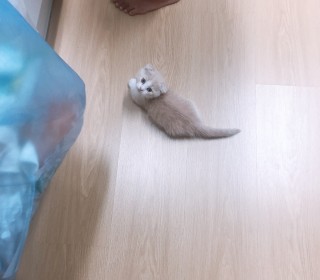 한국 고양이 무료분양