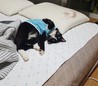 한국 고양이 무료분양