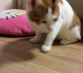 한국 고양이 무료분양