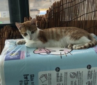 한국 고양이 무료분양