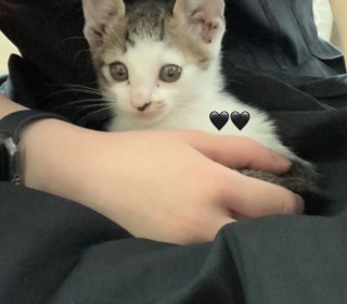한국 고양이 무료분양