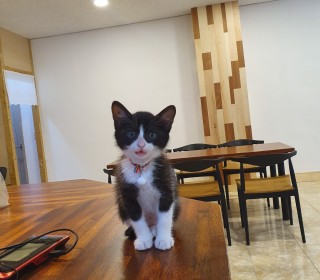 한국 고양이 무료분양