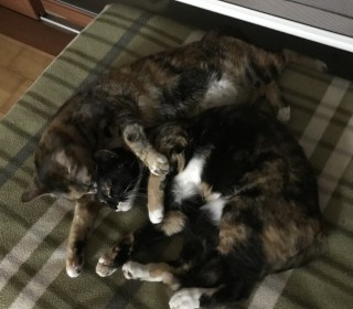 기타 무료분양