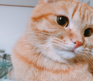 스코티쉬 폴드 무료분양