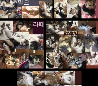 한국 고양이 무료분양