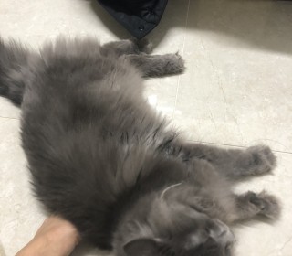 노르웨이숲 무료분양