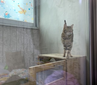 기타 무료분양