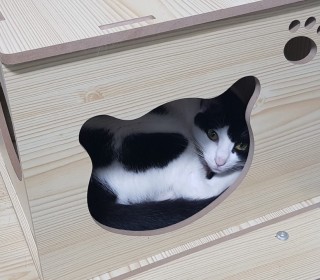 한국 고양이 무료분양