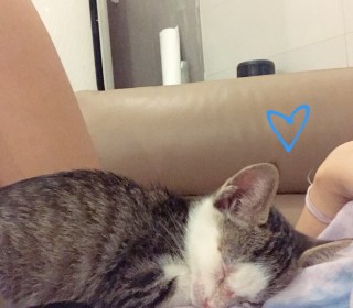기타 무료분양