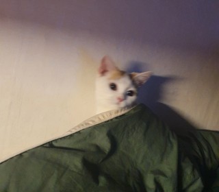 브리티쉬숏 무료분양
