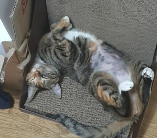 기타 무료분양