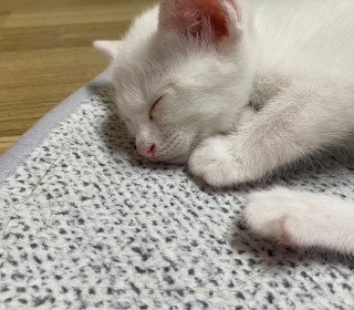 한국 고양이 무료분양