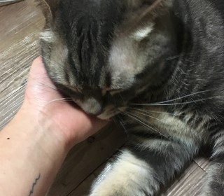 기타 무료분양