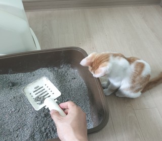 한국 고양이 무료분양