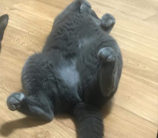러시안 블루 무료분양