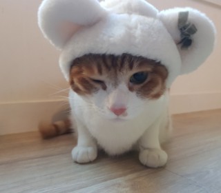 한국 고양이 무료분양