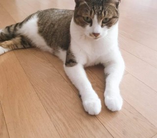 한국 고양이 무료분양