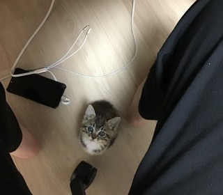 한국 고양이 무료분양