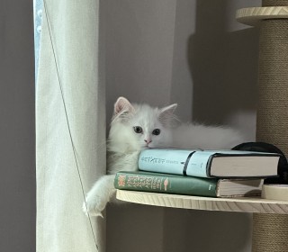 기타 무료분양