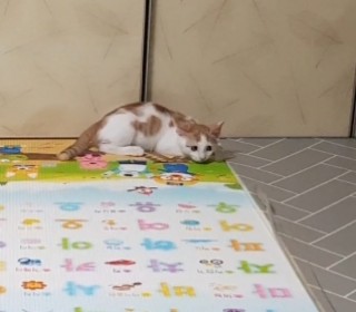 한국 고양이 무료분양