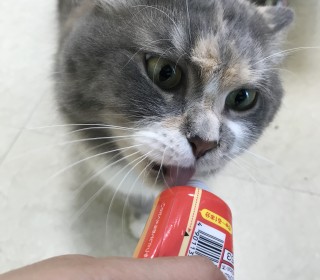 노르웨이숲 무료분양