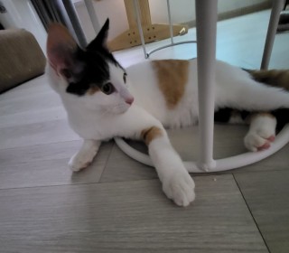 한국 고양이 무료분양