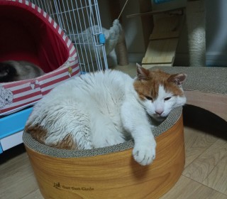 한국 고양이 무료분양
