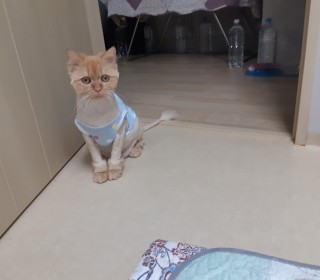  무료분양