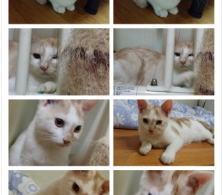 한국 고양이 무료분양