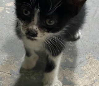 한국 고양이 무료분양