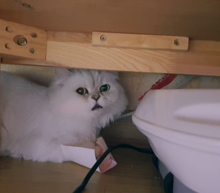 페르시안 무료분양