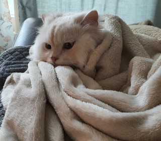 페르시안 무료분양