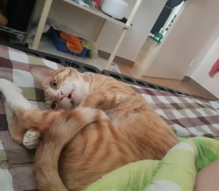 한국 고양이 무료분양