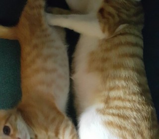 한국 고양이 무료분양