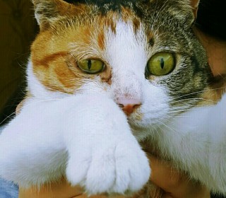 한국 고양이 무료분양