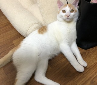 한국 고양이 무료분양