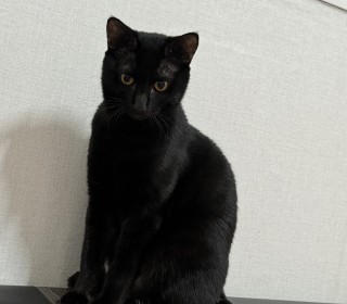 한국 고양이 무료분양