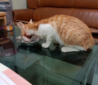한국 고양이 무료분양