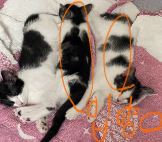 한국 고양이 무료분양