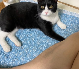 한국 고양이 무료분양